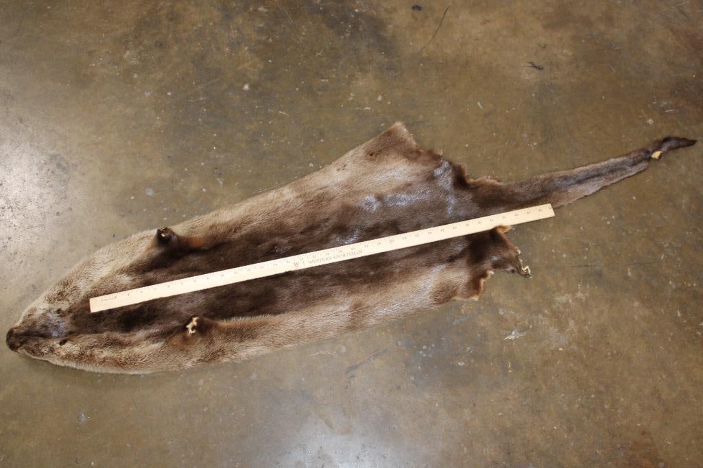 Soft and Clean RIVER OTTER Hide or Pelt - 2