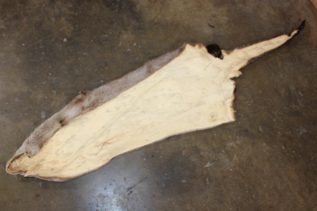 Soft and Clean RIVER OTTER Hide or Pelt - 3