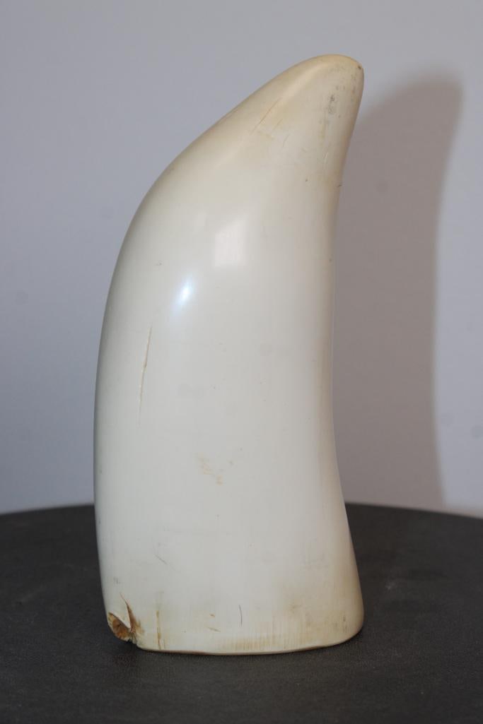 Big Reproduction SPERM WHALE Tooth by "Artek Reproductions": Big Reproduction SPERM WHALE Tooth by "Artek Reproductions". It measures 7" Tall x 3.5" Wide x 2" Thick. TAXIDERMY 