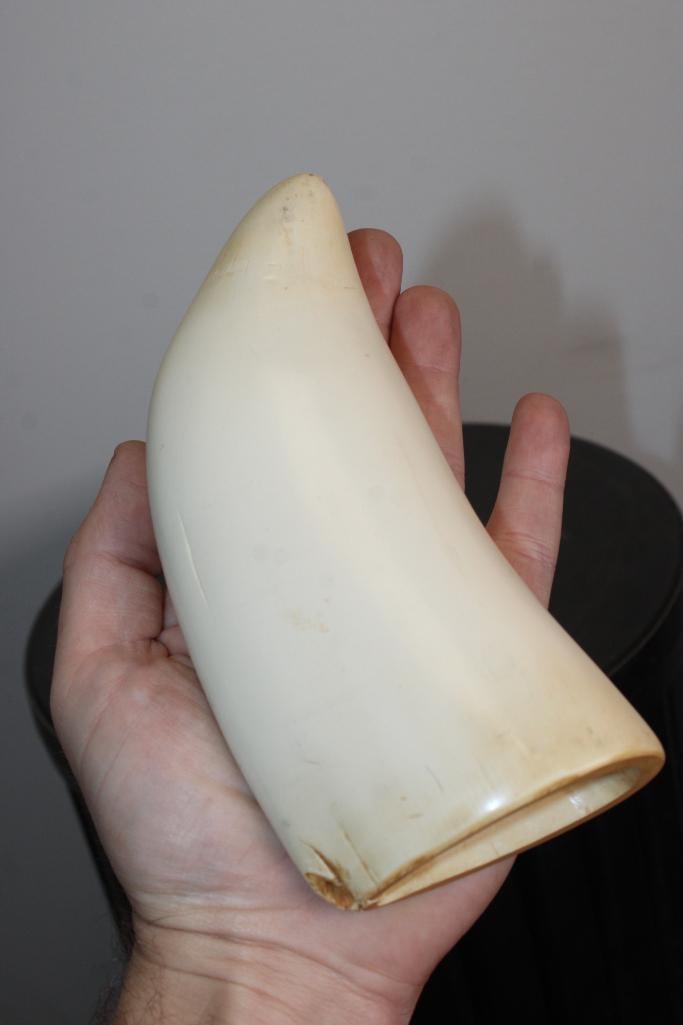 Big Reproduction SPERM WHALE Tooth by "Artek Reproductions" - 2