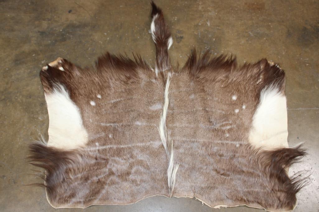 NYALA Back Hide: Very Nice, Clean, and Newer NYALA Back Hide. It measures 50" x 42" and is in Very Good Condition. TAXIDERMY HIDES 