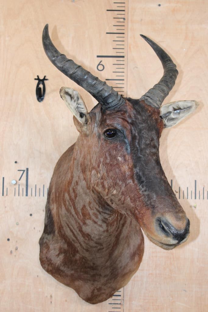 TSESSEBE Shoulder Mount - 2