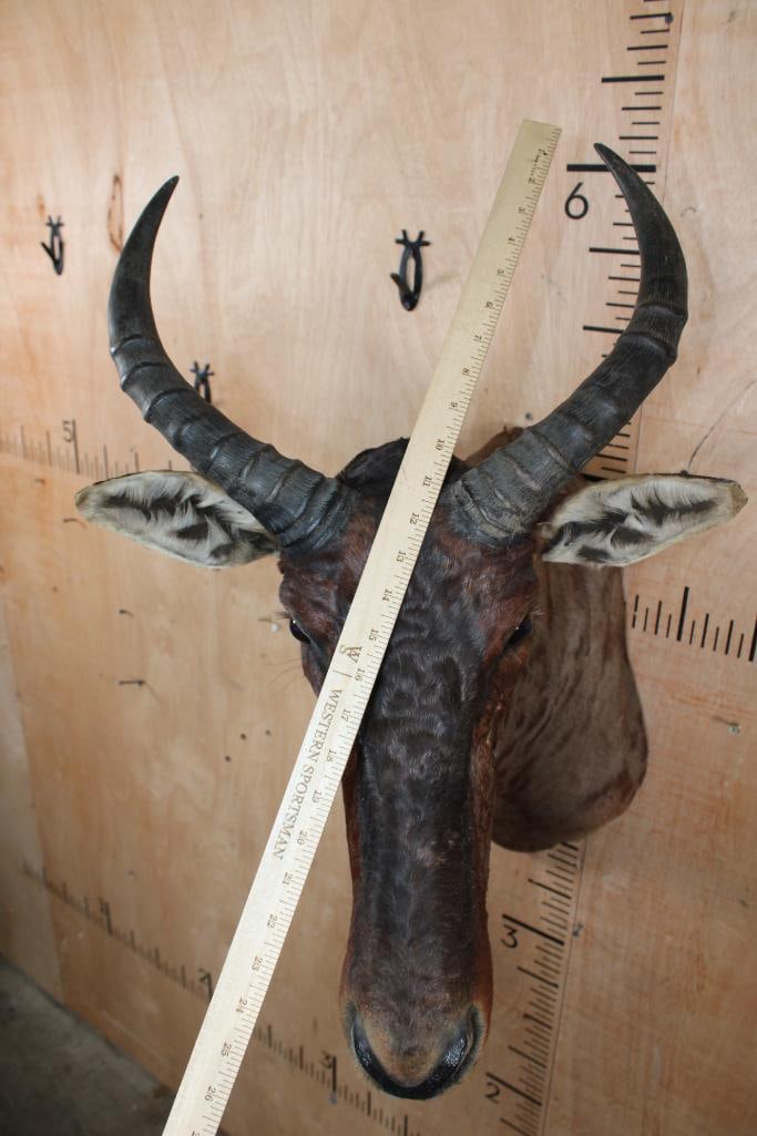 TSESSEBE Shoulder Mount - 5