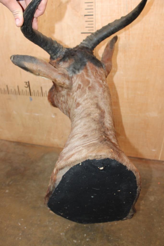 TSESSEBE Shoulder Mount - 6