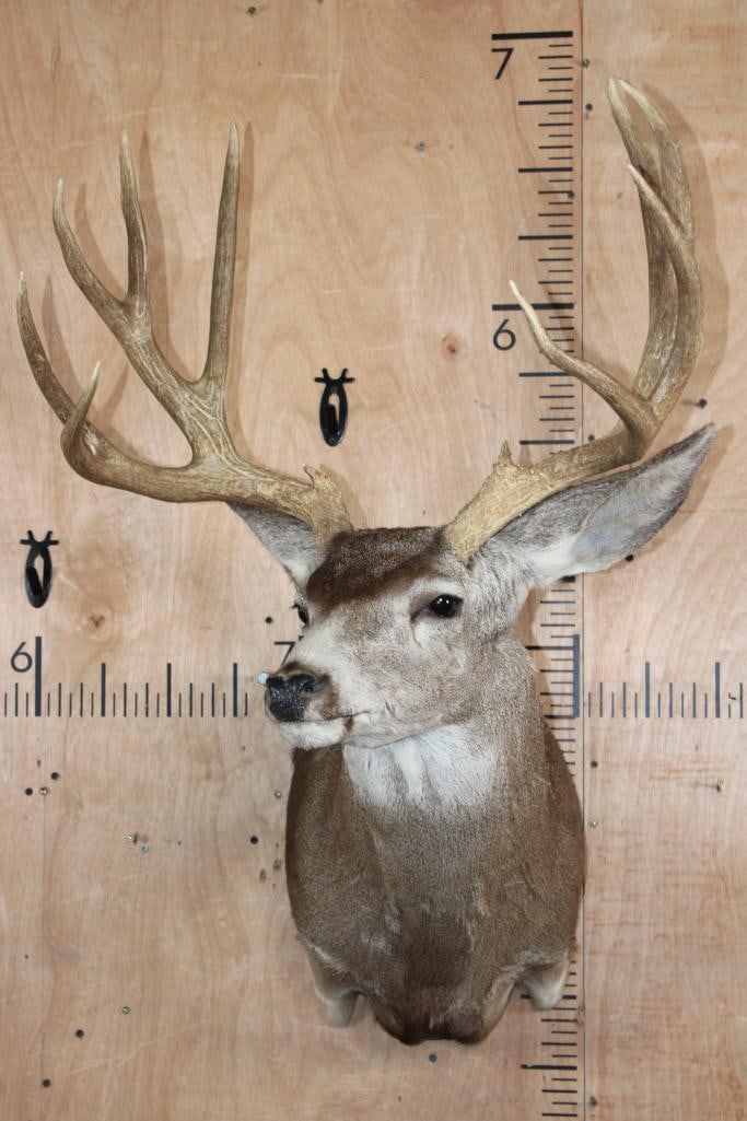 13-Point MULE DEER Shoulder Mount - 2