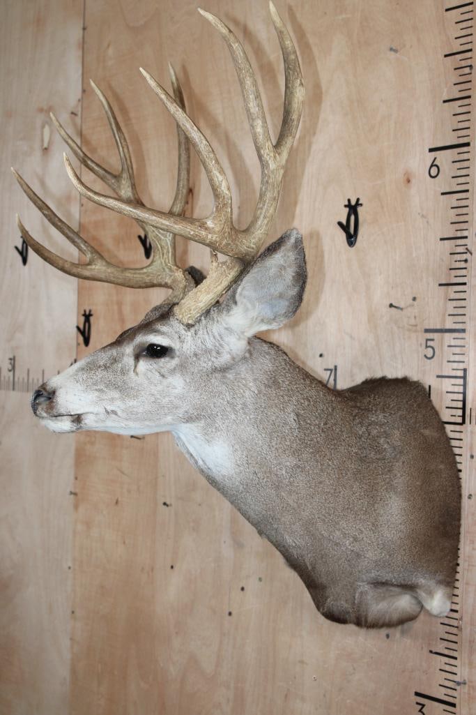 13-Point MULE DEER Shoulder Mount - 3