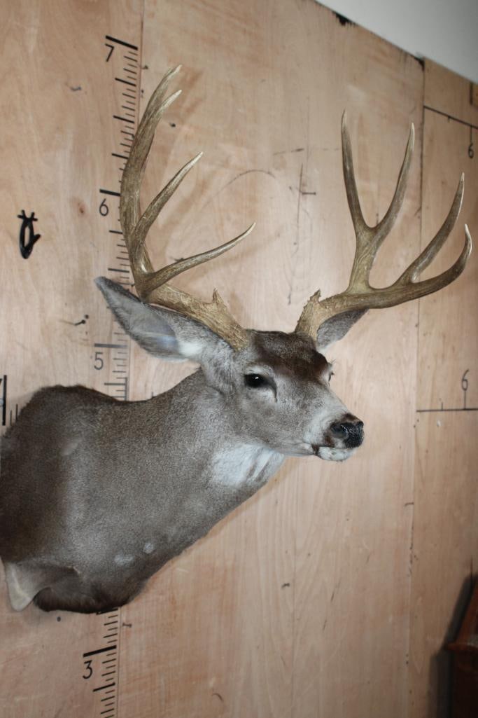 13-Point MULE DEER Shoulder Mount - 4