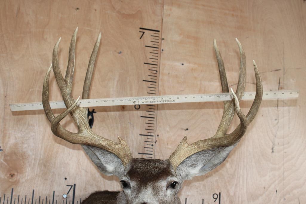 13-Point MULE DEER Shoulder Mount - 5