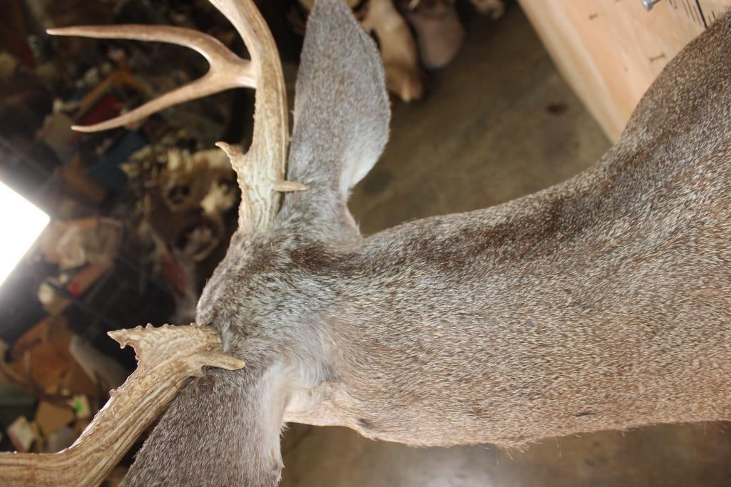 13-Point MULE DEER Shoulder Mount - 6