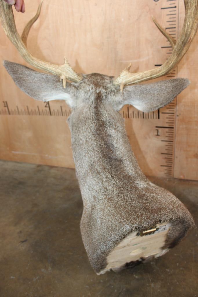 13-Point MULE DEER Shoulder Mount - 7