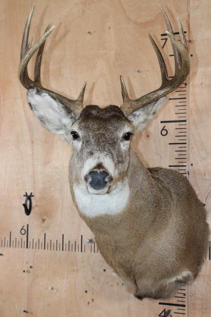 10-Point Typical WHITETAIL DEER Shoulder Mount: Nice, Clean, and Newer 10-Point Typical WHITETAIL DEER Shoulder Mount. It has a 17.75" Spread and is in Good Condition. TAXIDERMY 