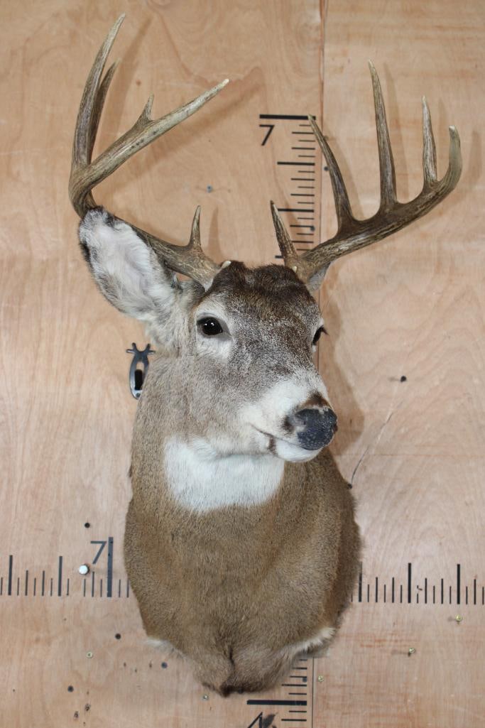 10-Point Typical WHITETAIL DEER Shoulder Mount - 2