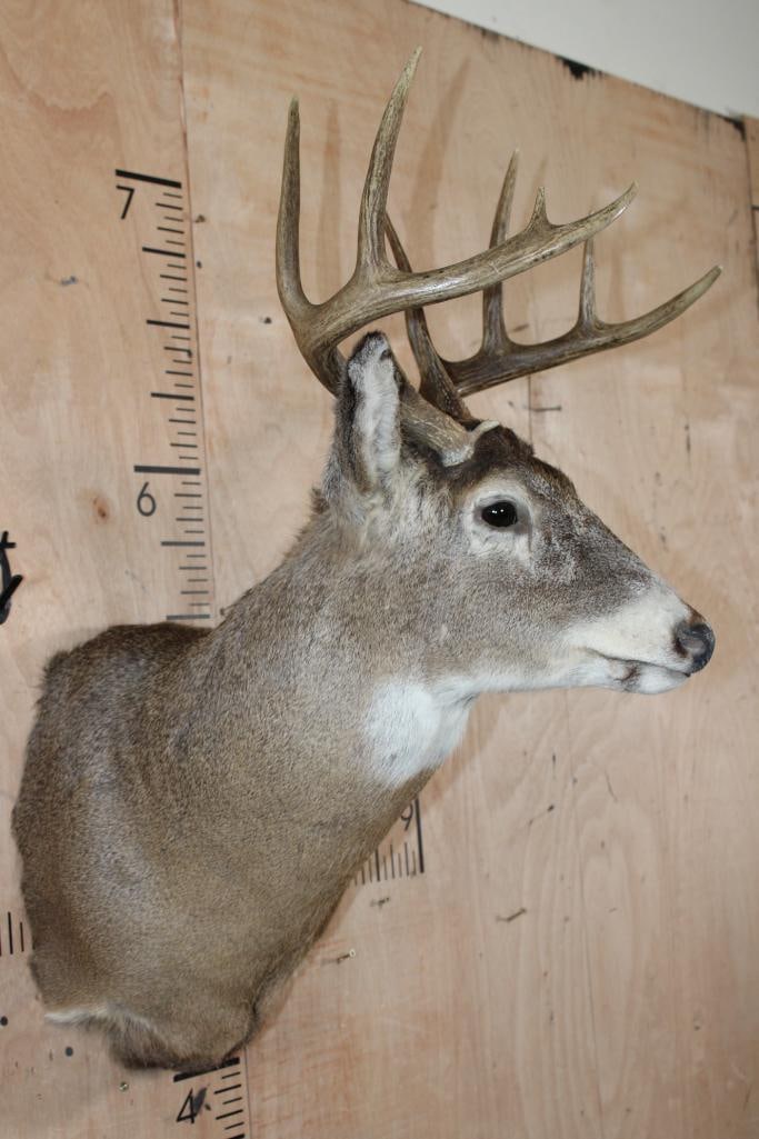 10-Point Typical WHITETAIL DEER Shoulder Mount - 3