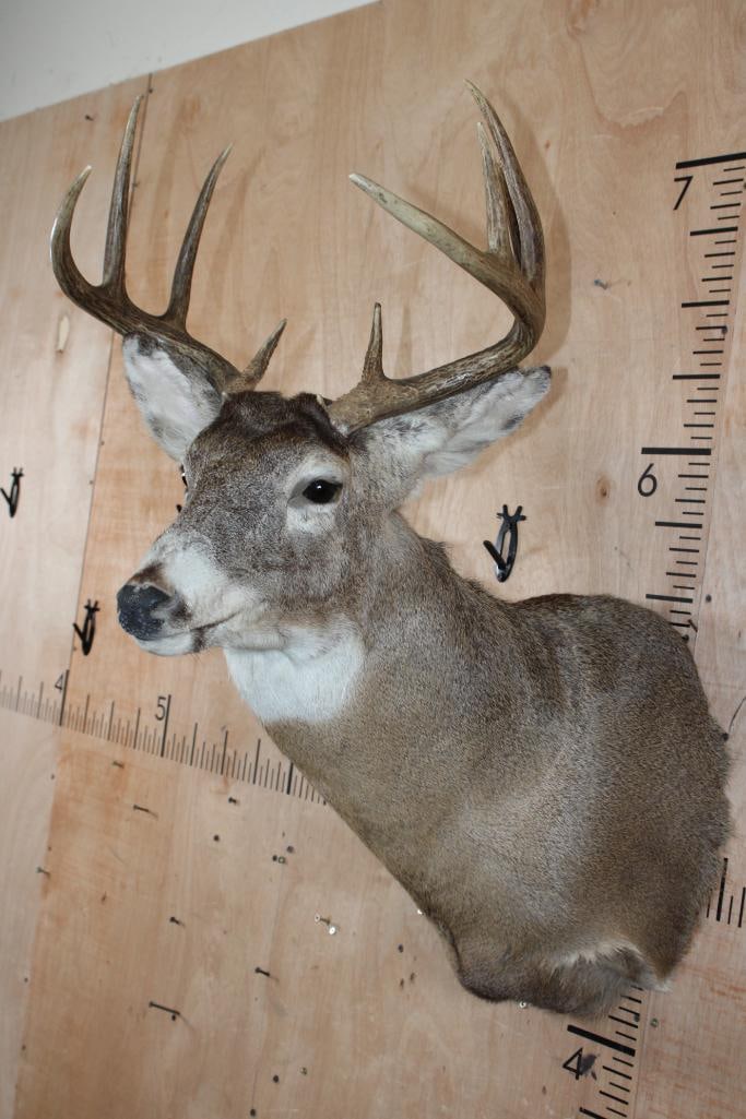 10-Point Typical WHITETAIL DEER Shoulder Mount - 4