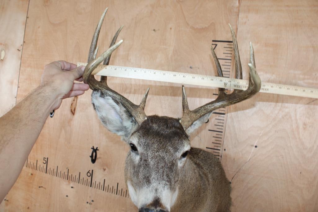 10-Point Typical WHITETAIL DEER Shoulder Mount - 5