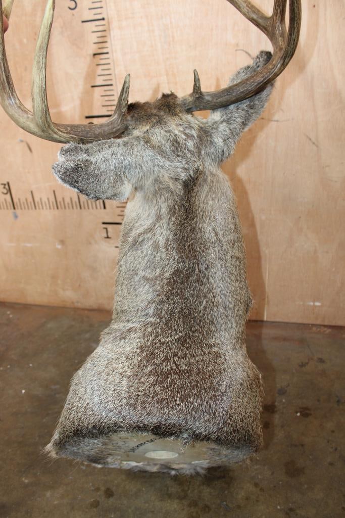 10-Point Typical WHITETAIL DEER Shoulder Mount - 6