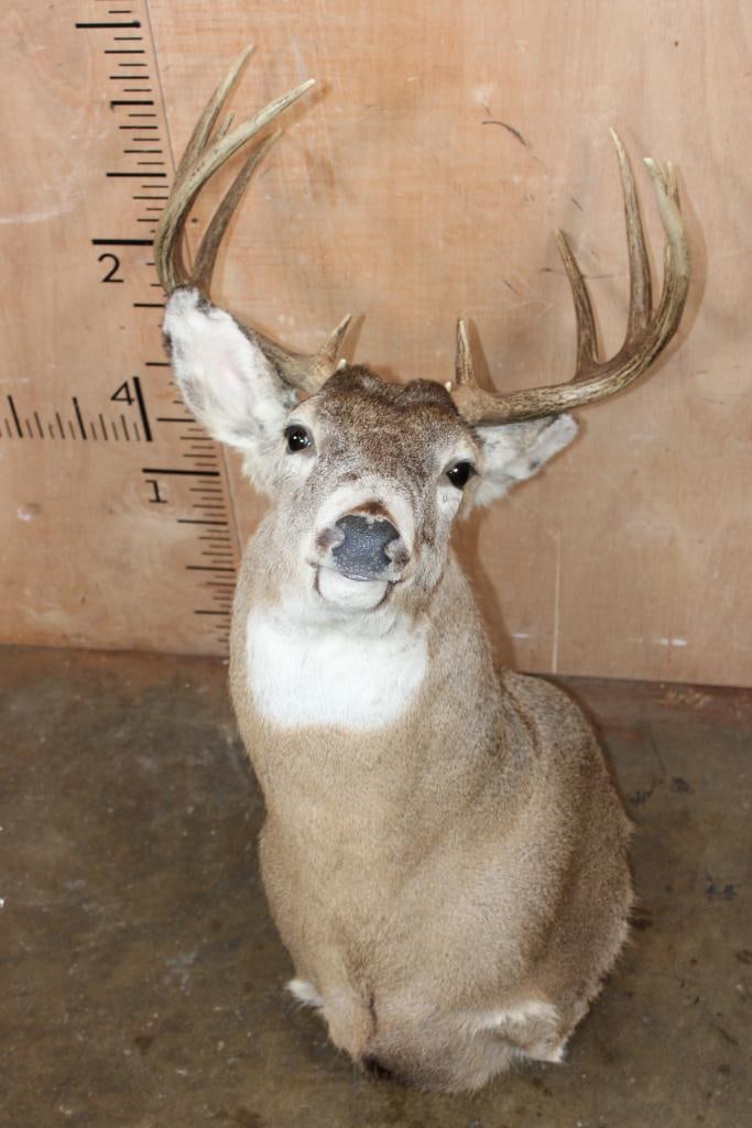 10-Point Typical WHITETAIL DEER Shoulder Mount - 7