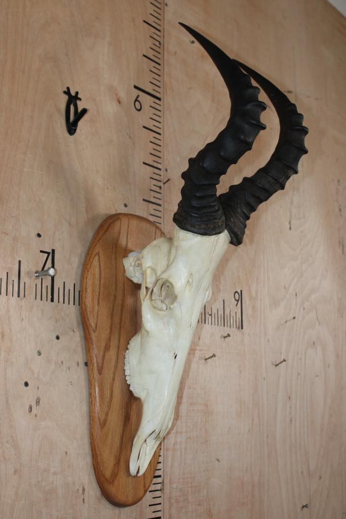 RED HARTEBEEST Skull on a Wood Plaque - 2