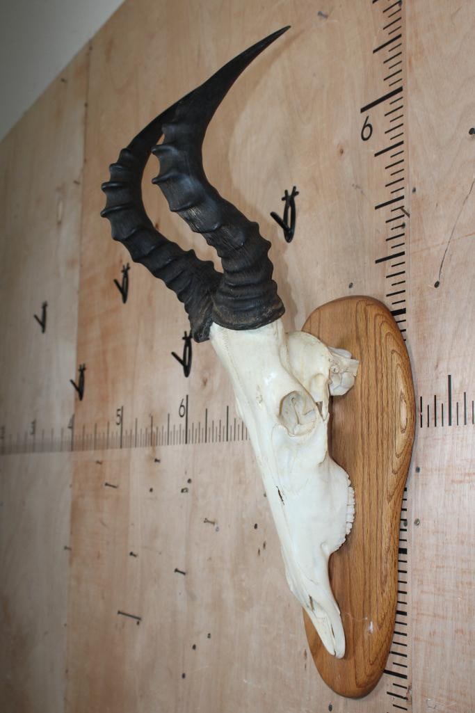 RED HARTEBEEST Skull on a Wood Plaque - 3