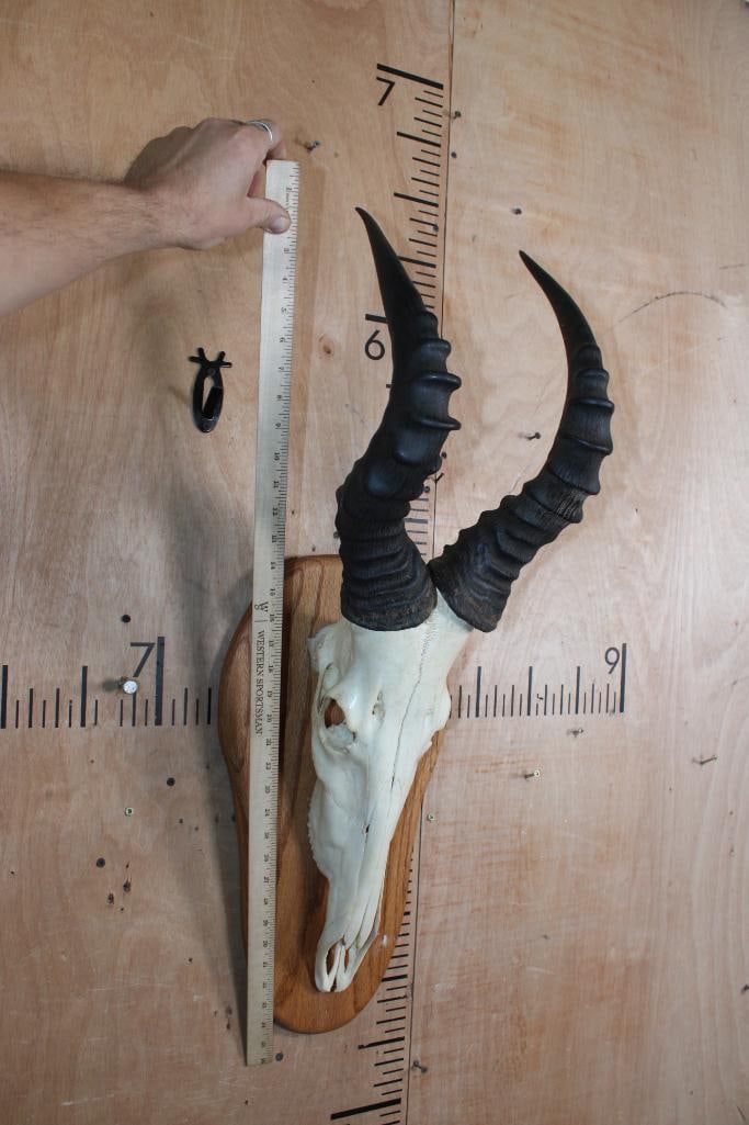 RED HARTEBEEST Skull on a Wood Plaque - 4