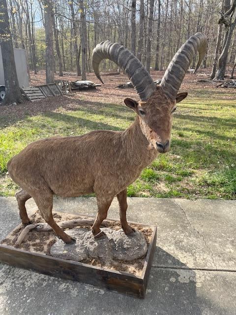 *Rarely Seen* Life-sized WESTERN TUR with Huge Horns on a Decorative Base - 2