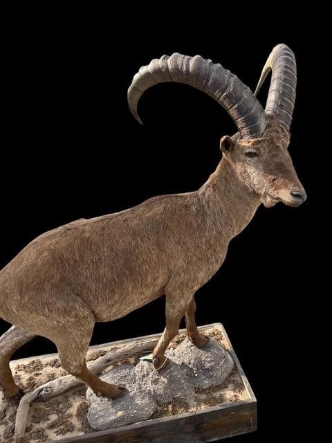*Rarely Seen* Life-sized WESTERN TUR with Huge Horns on a Decorative Base - 3