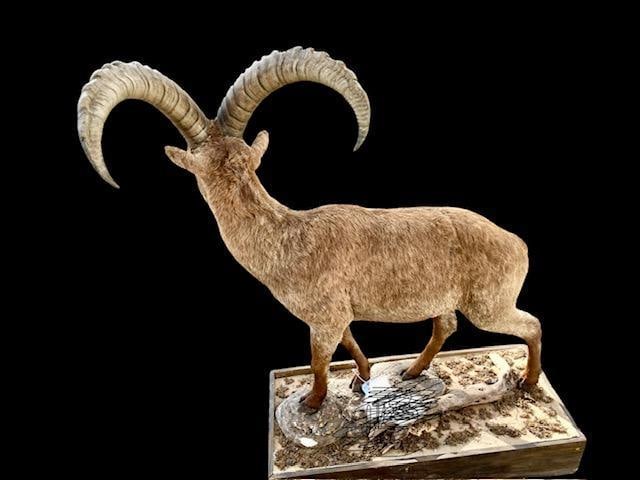 *Rarely Seen* Life-sized WESTERN TUR with Huge Horns on a Decorative Base - 4