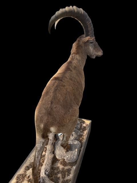 *Rarely Seen* Life-sized WESTERN TUR with Huge Horns on a Decorative Base - 5