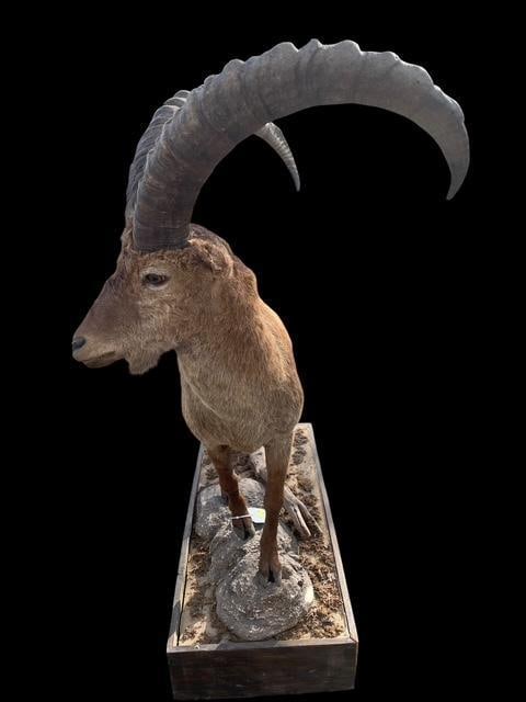 *Rarely Seen* Life-sized WESTERN TUR with Huge Horns on a Decorative Base - 6