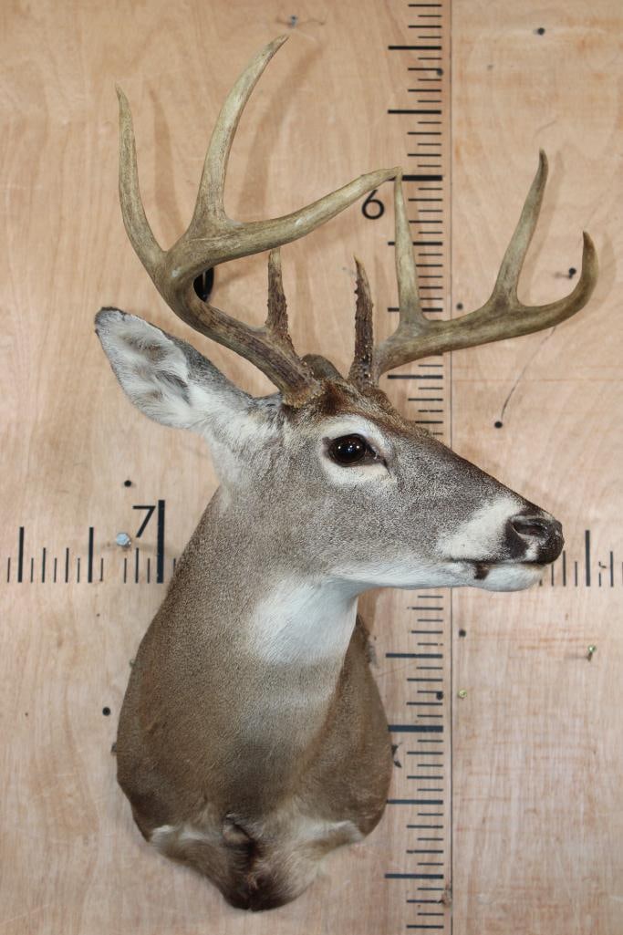 8-Point WHITETAIL DEER Shoulder Mount - 2