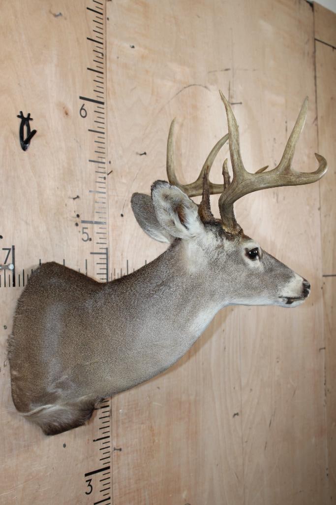 8-Point WHITETAIL DEER Shoulder Mount - 3