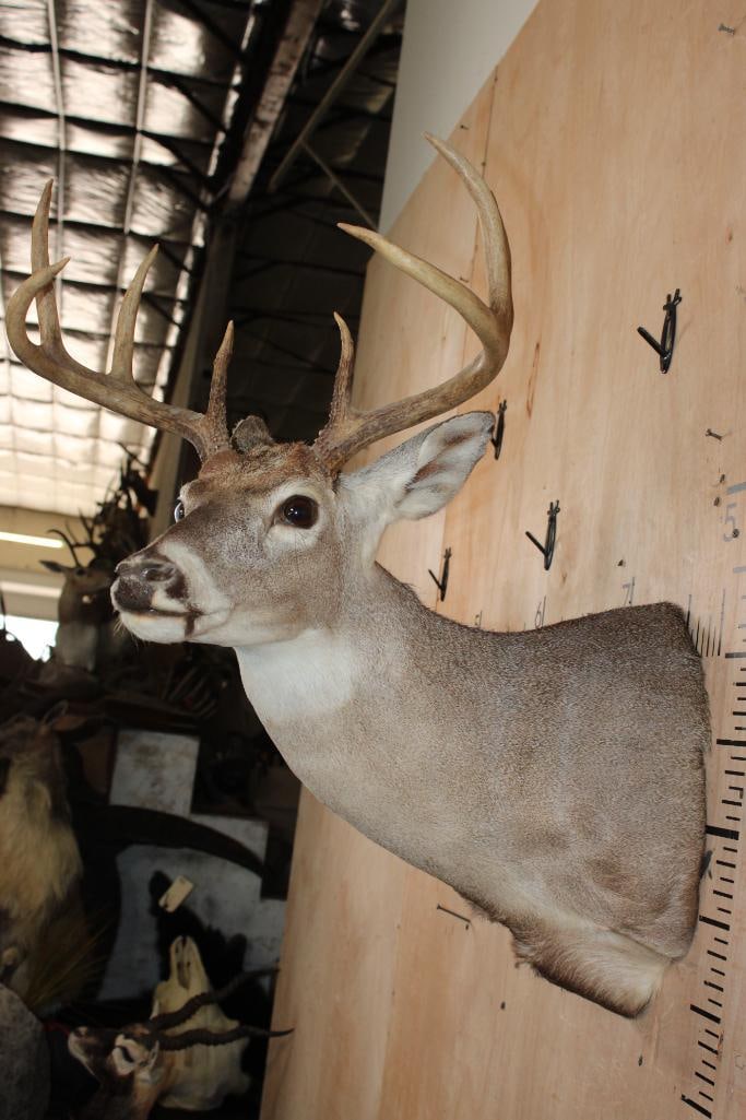 8-Point WHITETAIL DEER Shoulder Mount - 4