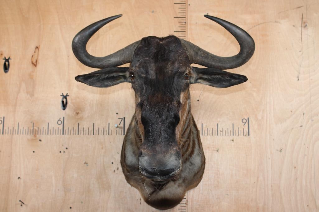 BLUE WILDEBEEST Shoulder Mount (1 of 6)
