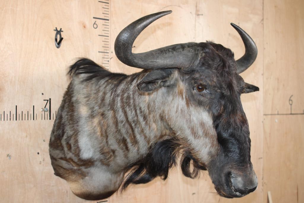 BLUE WILDEBEEST Shoulder Mount - 2