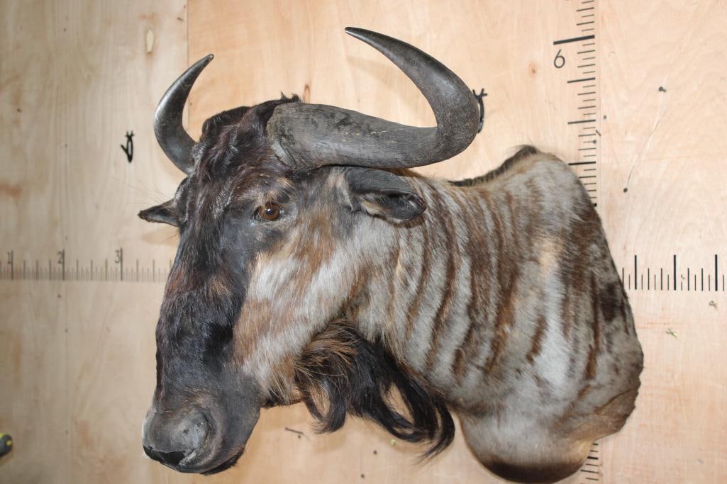 BLUE WILDEBEEST Shoulder Mount - 3