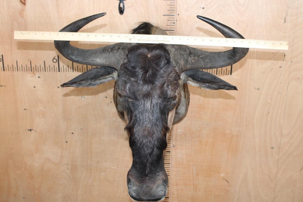 BLUE WILDEBEEST Shoulder Mount - 4