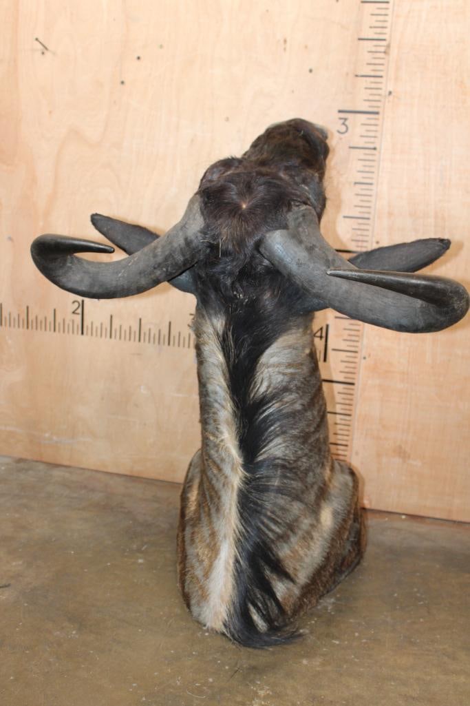 BLUE WILDEBEEST Shoulder Mount - 5