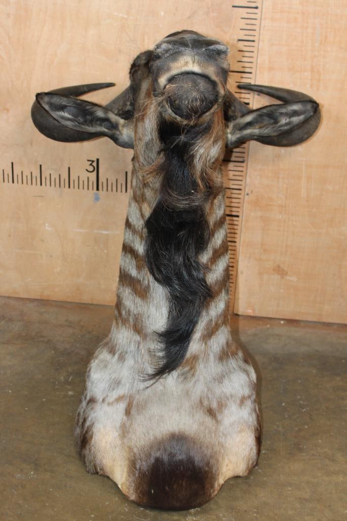 BLUE WILDEBEEST Shoulder Mount - 6