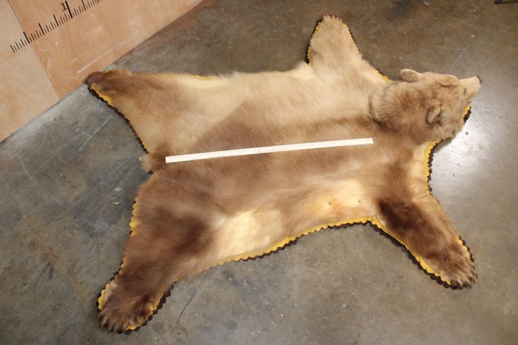 Big Blonde Phase BLACK BEAR Rug with its Mounted Head and Double-Felted Backing - 2