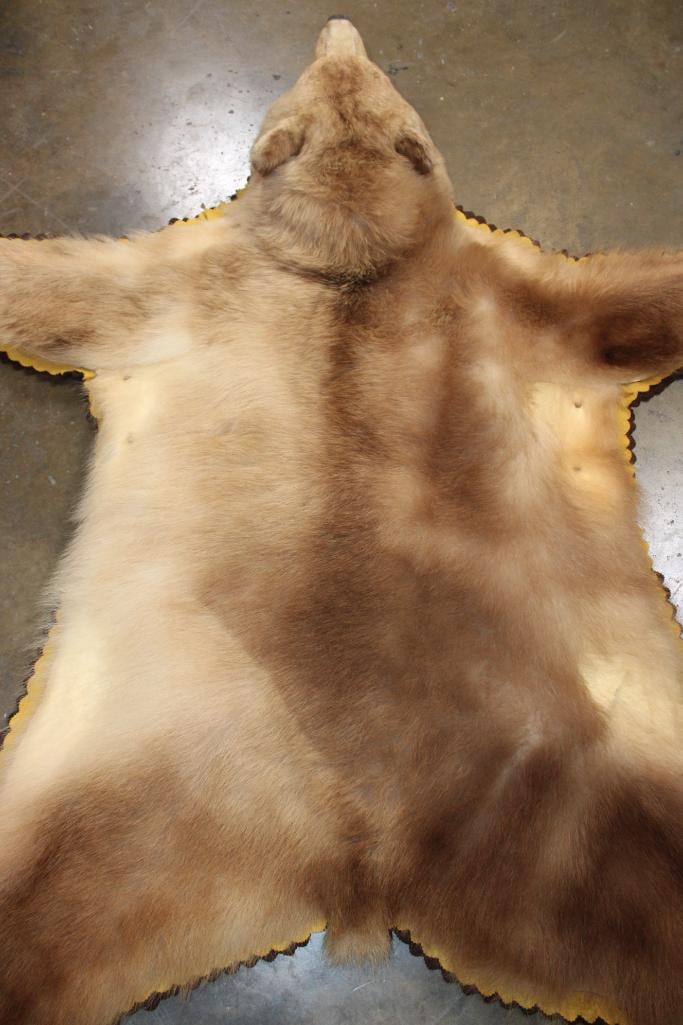 Big Blonde Phase BLACK BEAR Rug with its Mounted Head and Double-Felted Backing - 7