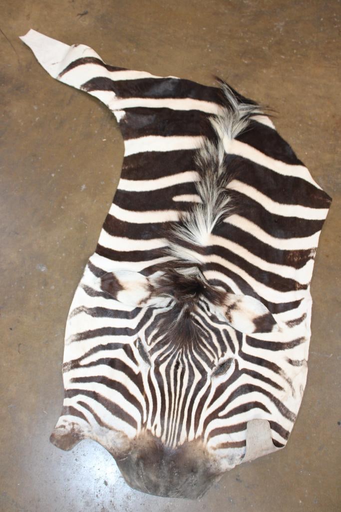 ZEBRA Head Hide Section (1 of 4)