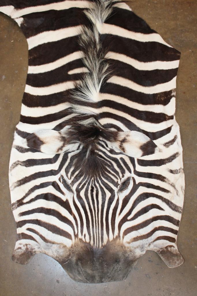 ZEBRA Head Hide Section - 3