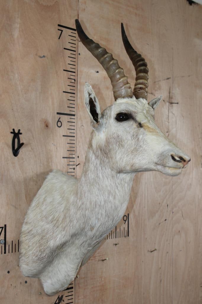 White BLESBOK Shoulder Mount - 2