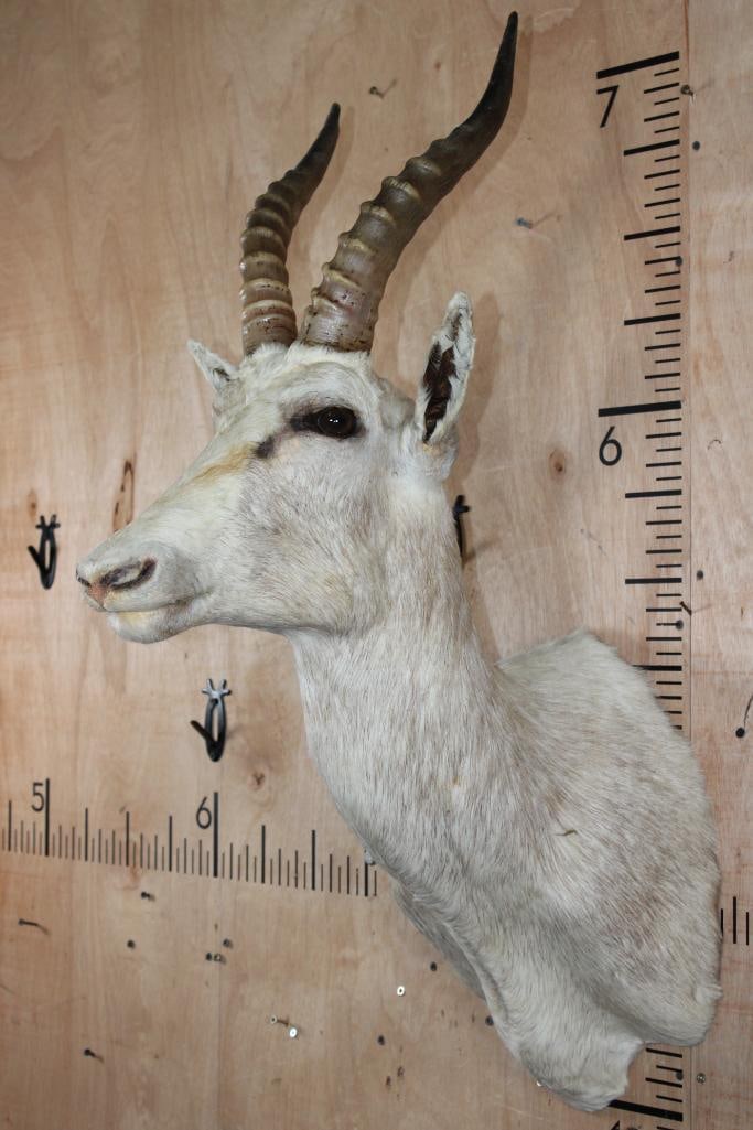 White BLESBOK Shoulder Mount - 3