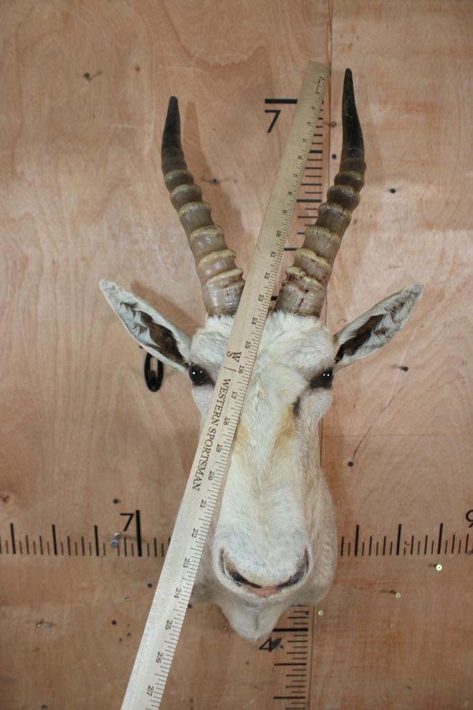 White BLESBOK Shoulder Mount - 4