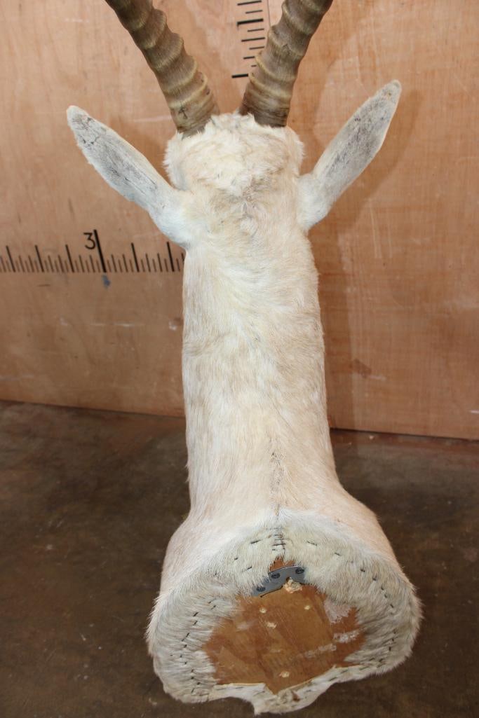 White BLESBOK Shoulder Mount - 5