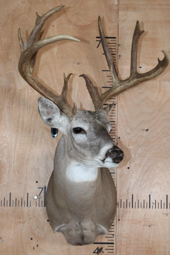 14-Point WHITETAIL DEER Shoulder Mount - 2