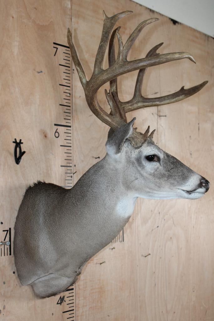 14-Point WHITETAIL DEER Shoulder Mount - 3