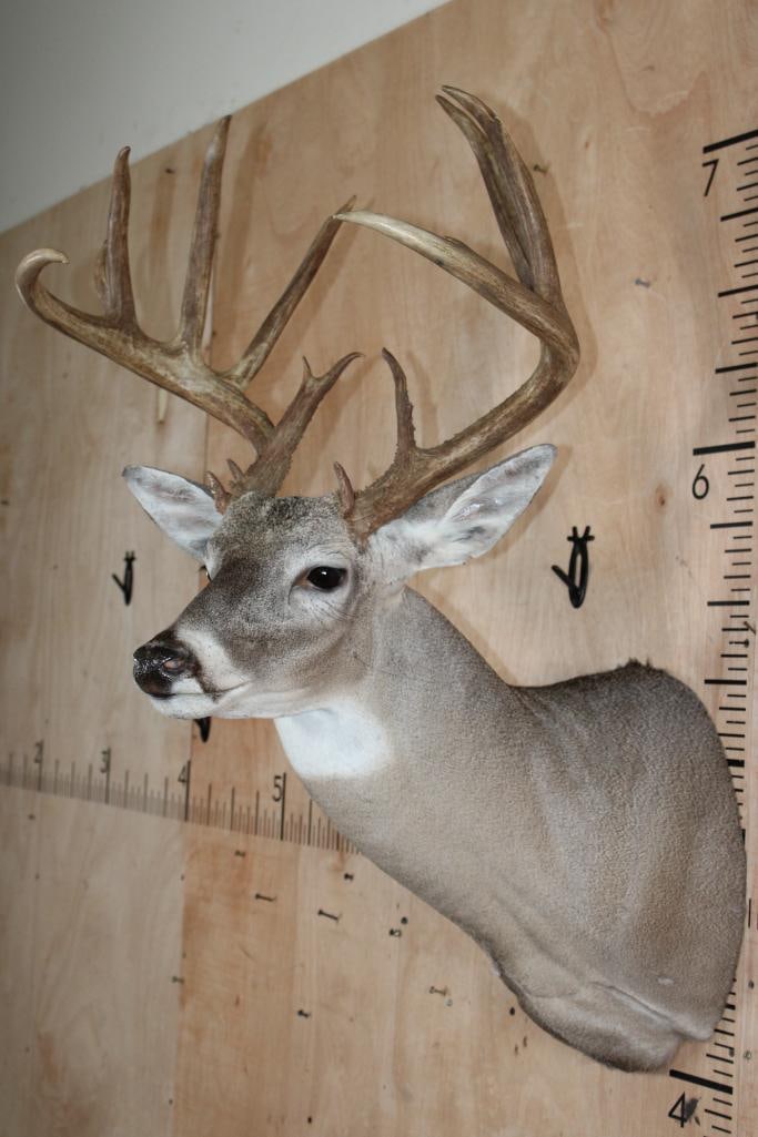14-Point WHITETAIL DEER Shoulder Mount - 4