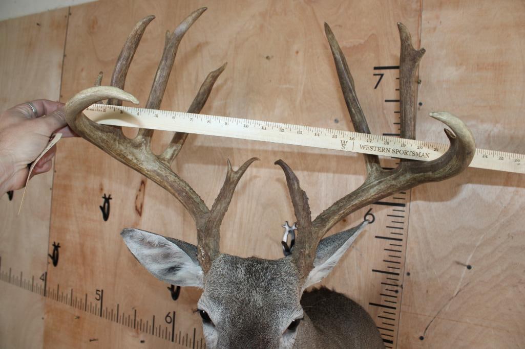 14-Point WHITETAIL DEER Shoulder Mount - 5